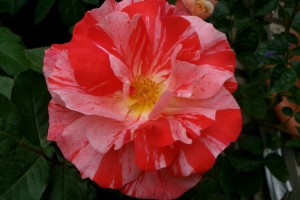 HANKY PANKY (floribunda)
